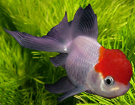 goldfish oranda