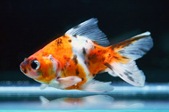 goldfish shubunkin
