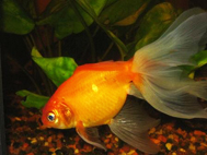 goldfish ryukin