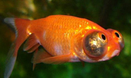 celestial goldfish