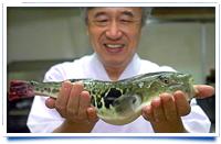 In Japan brought a non-poisonous fugu fish